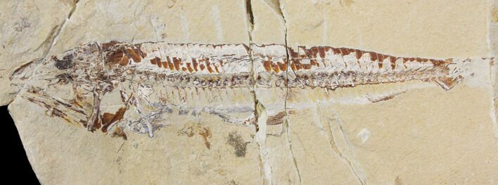 Bargain, Cretaceous Viper Fish (Prionolepis) - Lebanon #147181